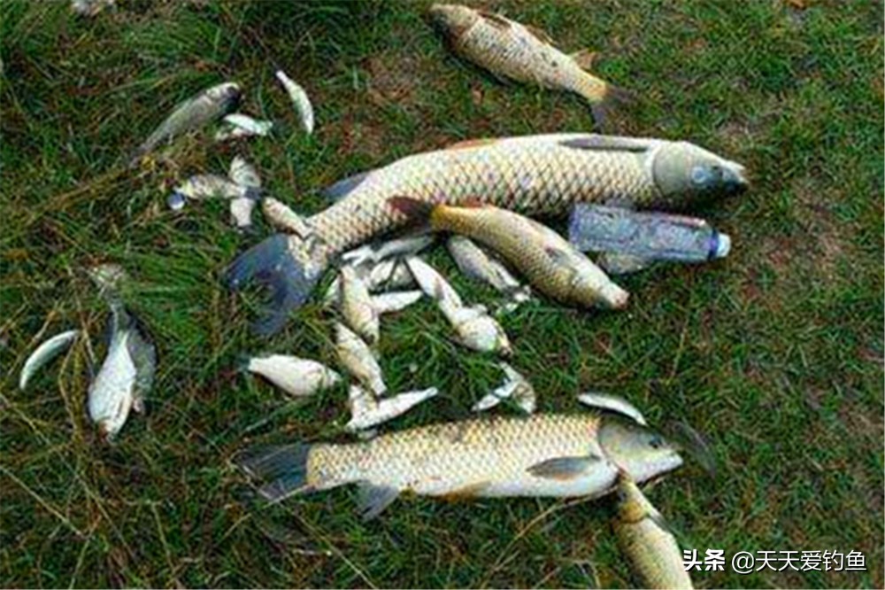 正常钓底改钓离底10公分调漂步骤,加粗尾不带钩平水调漂的正确方法