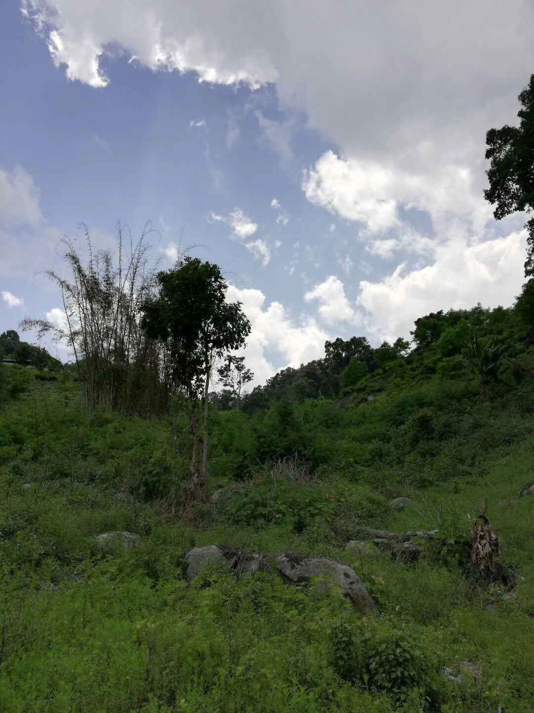 “茶出石介真仙骨”——石介茶，历代茶人墨客的极致追求