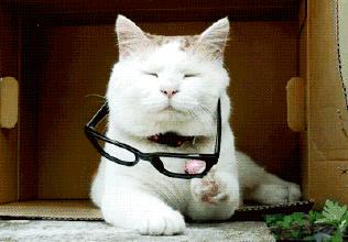 珍视明热敷眼罩pk花王,蒸汽眼罩珍视明花王