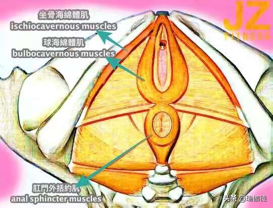 锻炼盆底肌能加快顺产吗,如何锻炼盆底肌防止漏尿