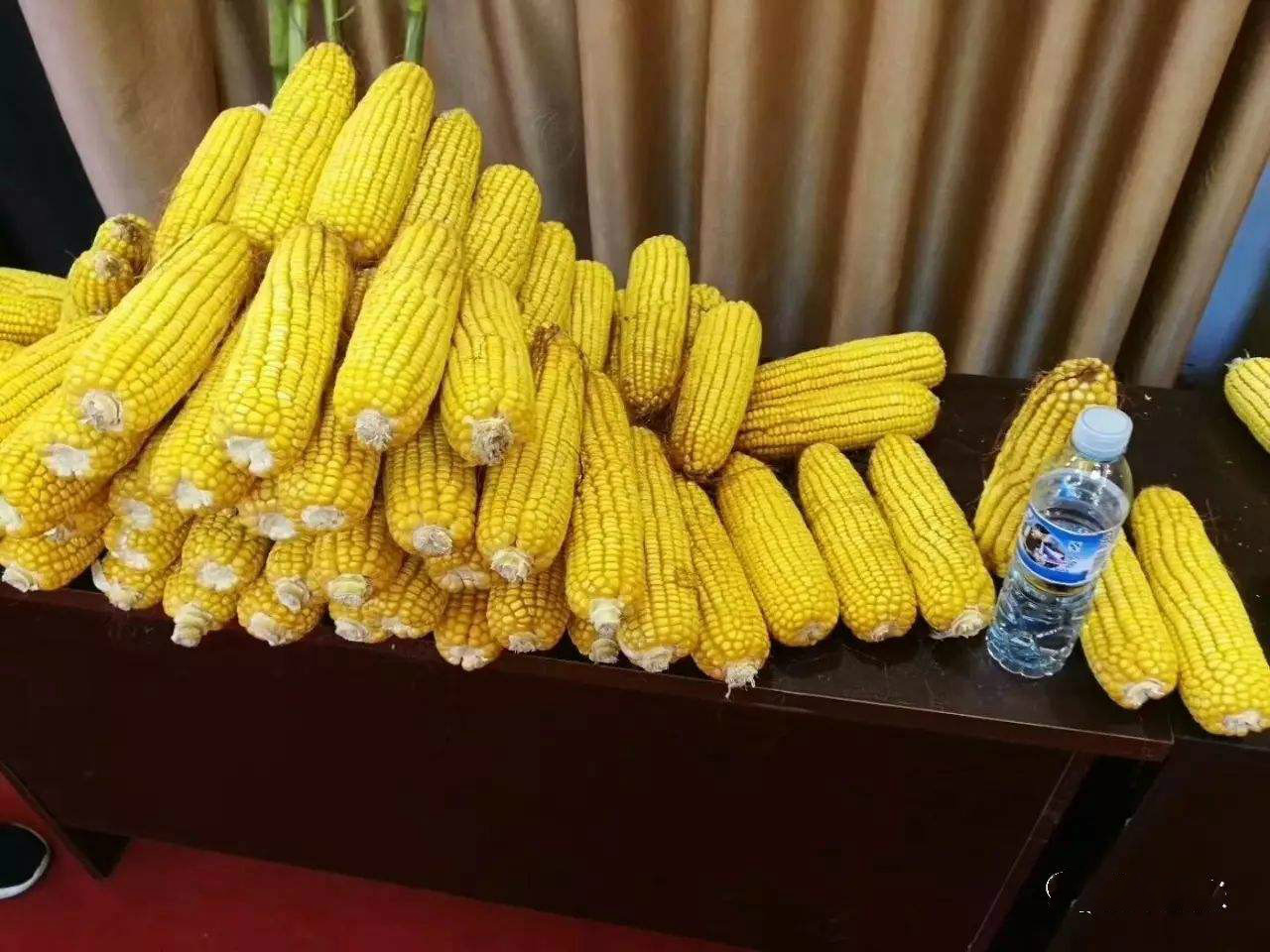 棒大优质高产,玉米品种超级大棒王