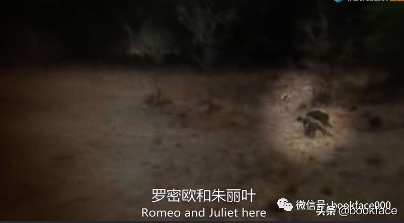 你这个坏怂，尽显渣之本色