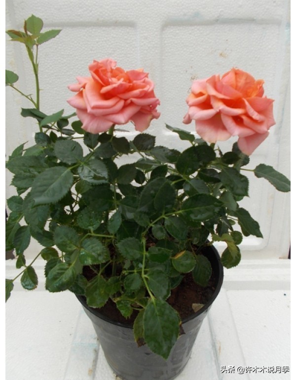 为什么月季一浇水全漏下去了,月季死一半继续养