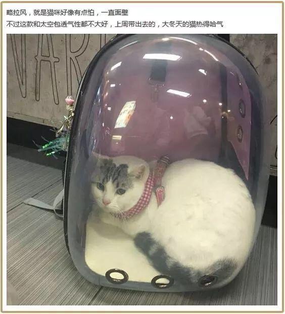 为什么猫咪一直对什么都不感兴趣,猫咪不开心的时候会有什么表现