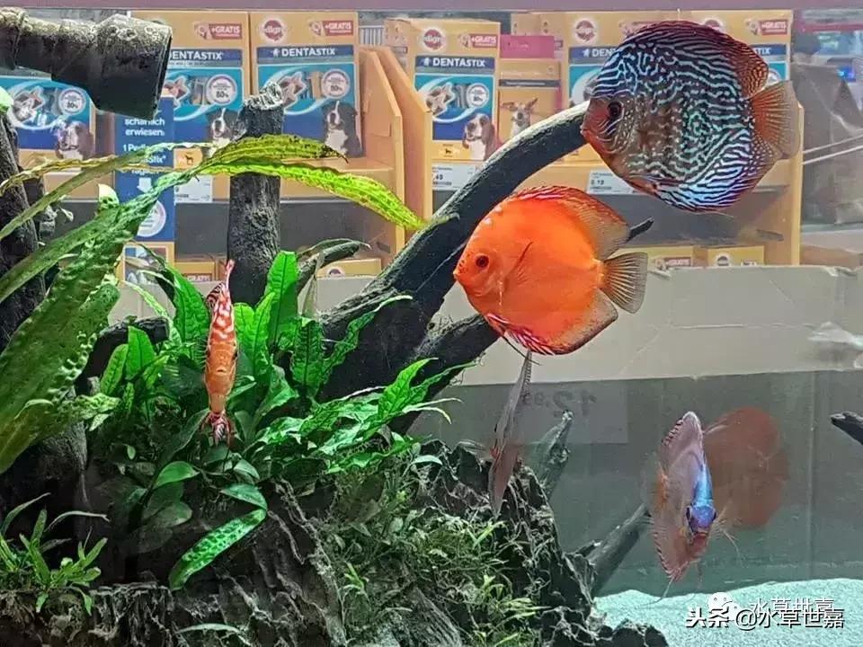 七彩神仙鱼水族箱布景,七彩神仙鱼苗繁殖技术