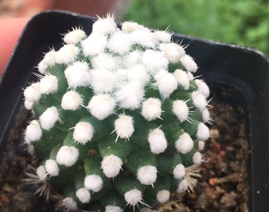 十个仙人球,最新30个仙人球品种