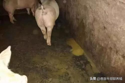 五六十斤猪腹泻最佳治疗方法,猪群腹泻吃什么药最好