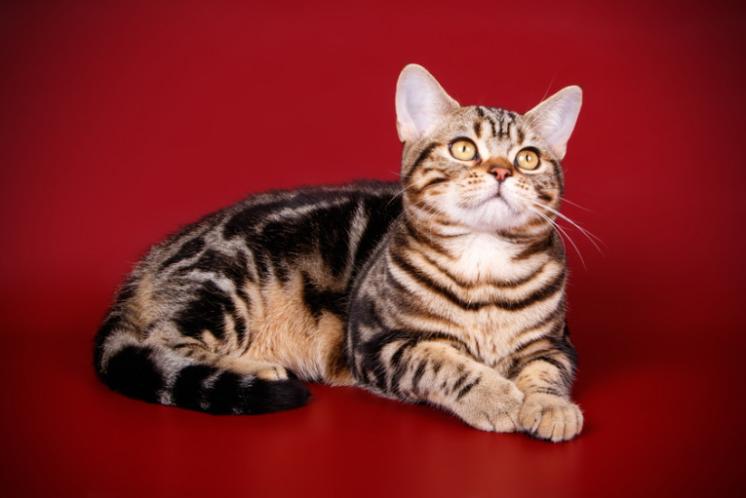 虎斑猫美短哪种颜色好看,美短虎斑是黑鼻子黑爪子吗