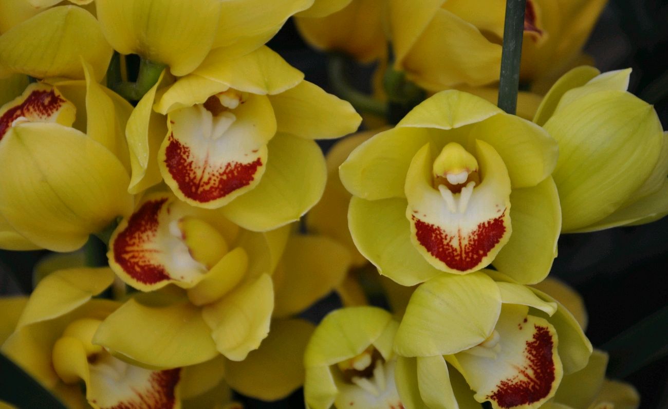 第一次养蝴蝶兰好吗,第一次养兰花要怎么种呢