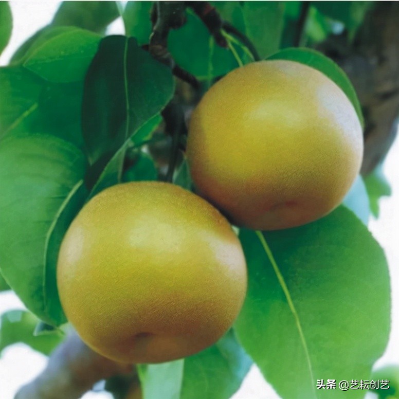 湖北标志性农产品,全国农产品地理标志目录四川