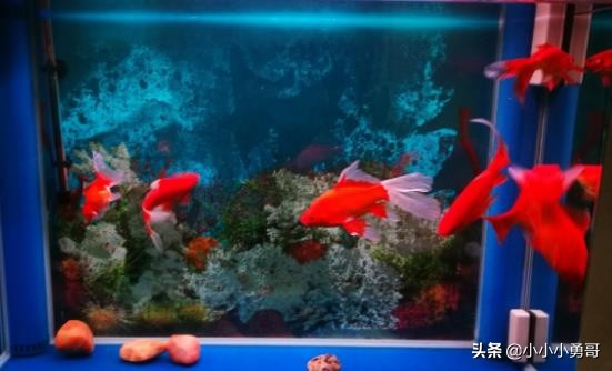 新手养鱼降温技巧图解,新手养鱼注意事项及做法