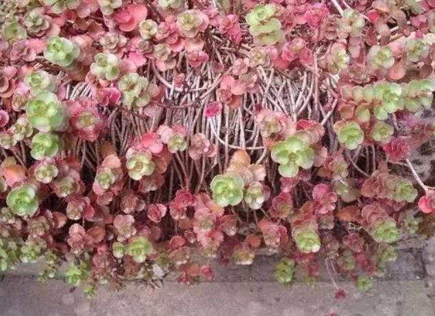 多肉缀化怎么能养成扇形,多肉缀化怎么才能养成扇形