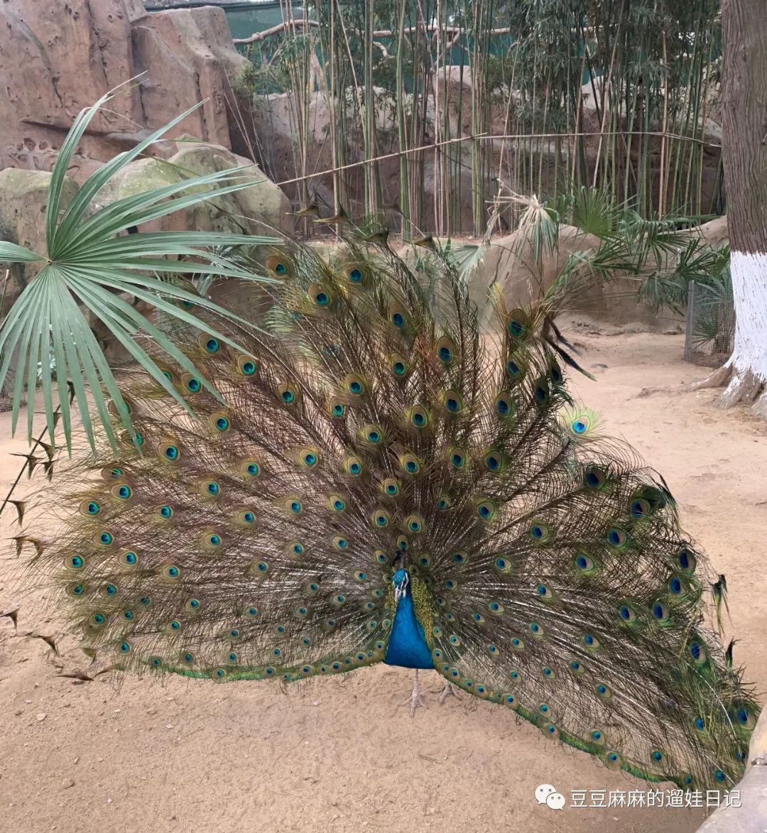 飞鸟和蝉动物世界,飞鸟动物王国