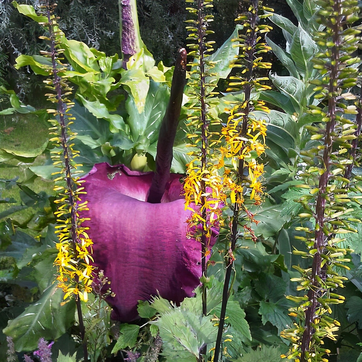 10种漂亮的有毒花,5种很少见的花