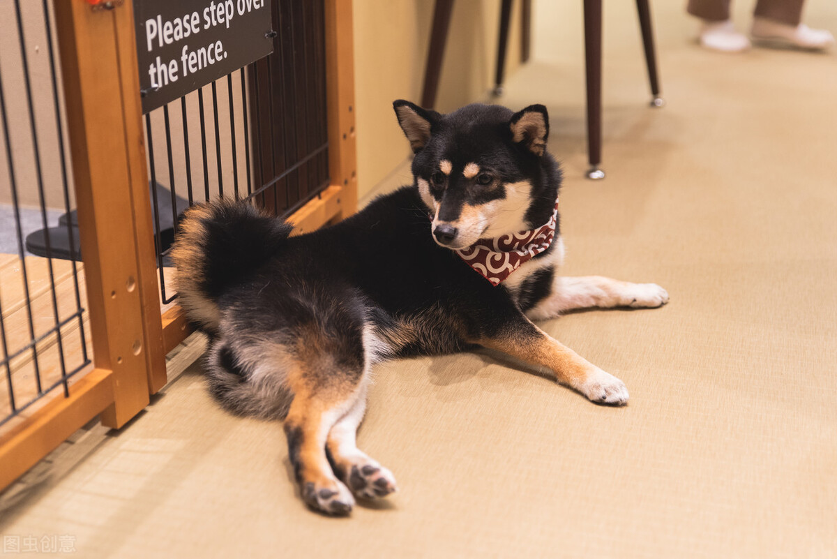 因表情包走红网络,网红柴犬表情包我只想拥有快乐