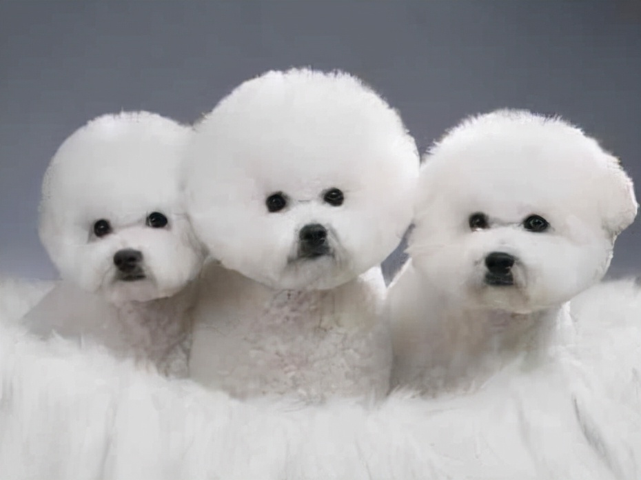 狗狗买什么品种最合适,怎么给狗狗选择宠物狗品种