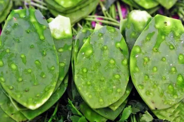 吃仙人掌十大禁忌,吃仙人掌有什么好处