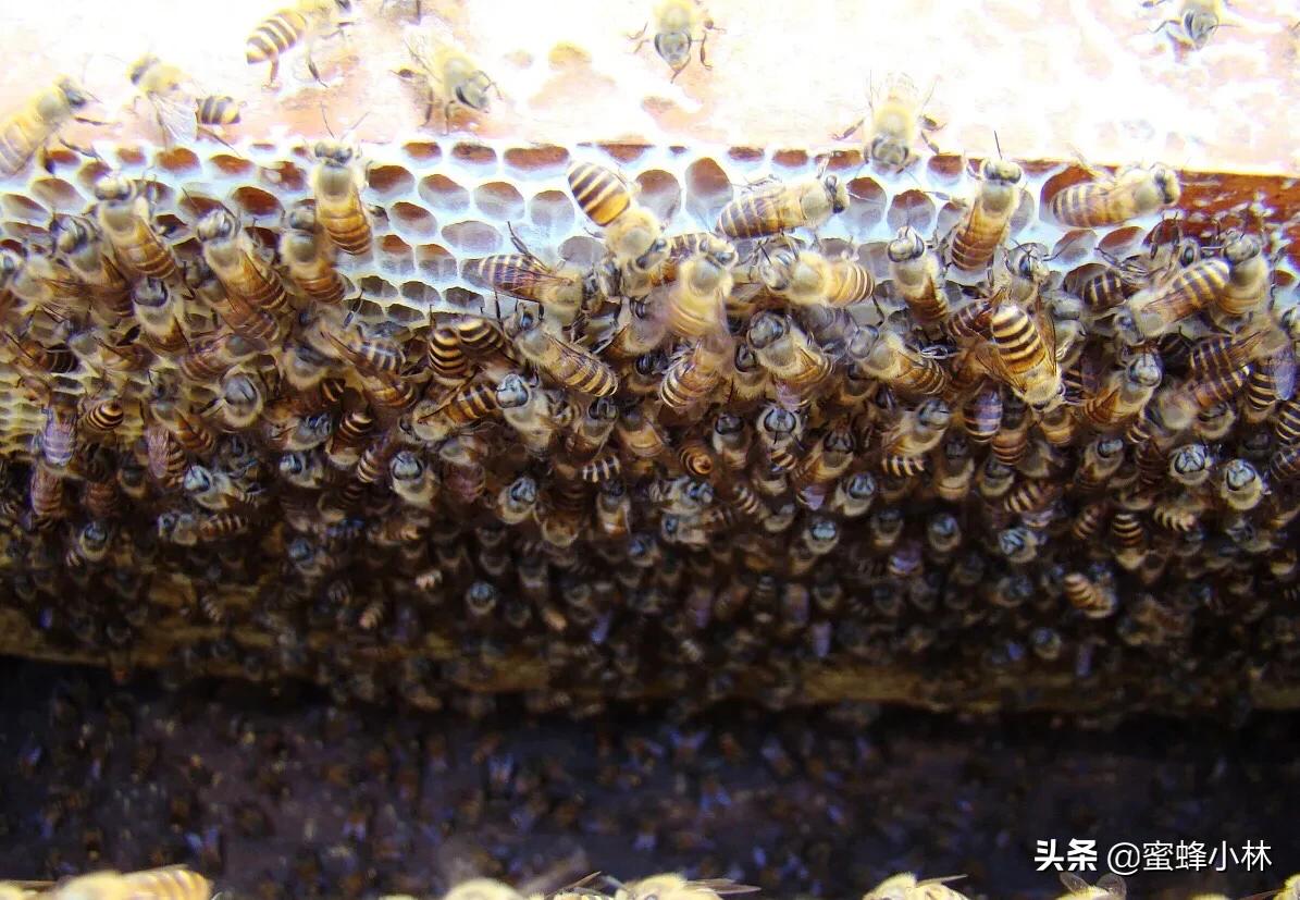 养蜂人常用的育王技术,养蜂人育王时间