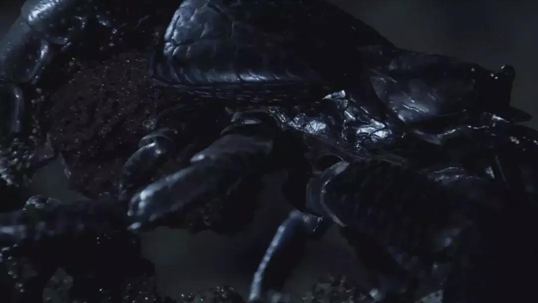 椰子和螃蟹能一起吃吗,传说中的椰子蟹剥开后全是蟹肉