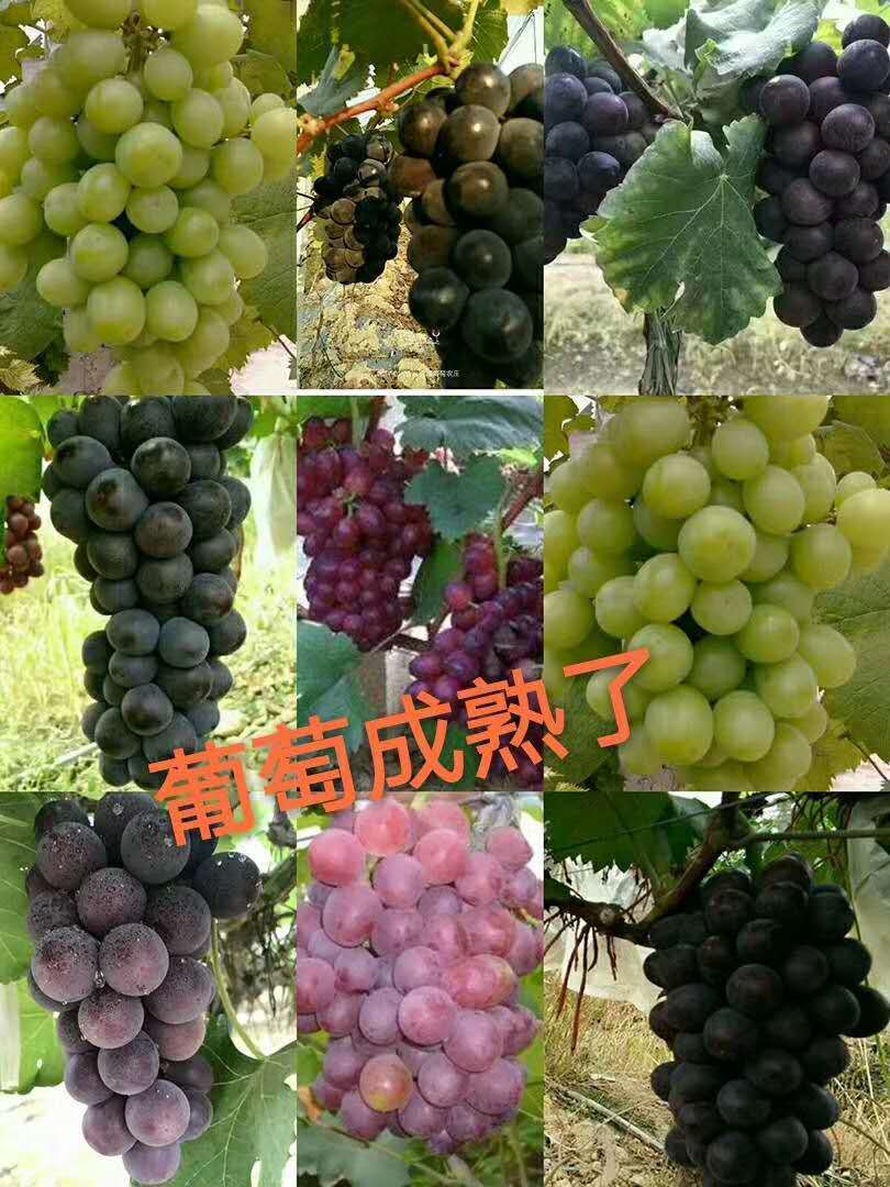 罗浮山民宿温泉度假村住宿价格,罗浮山度夏民宿