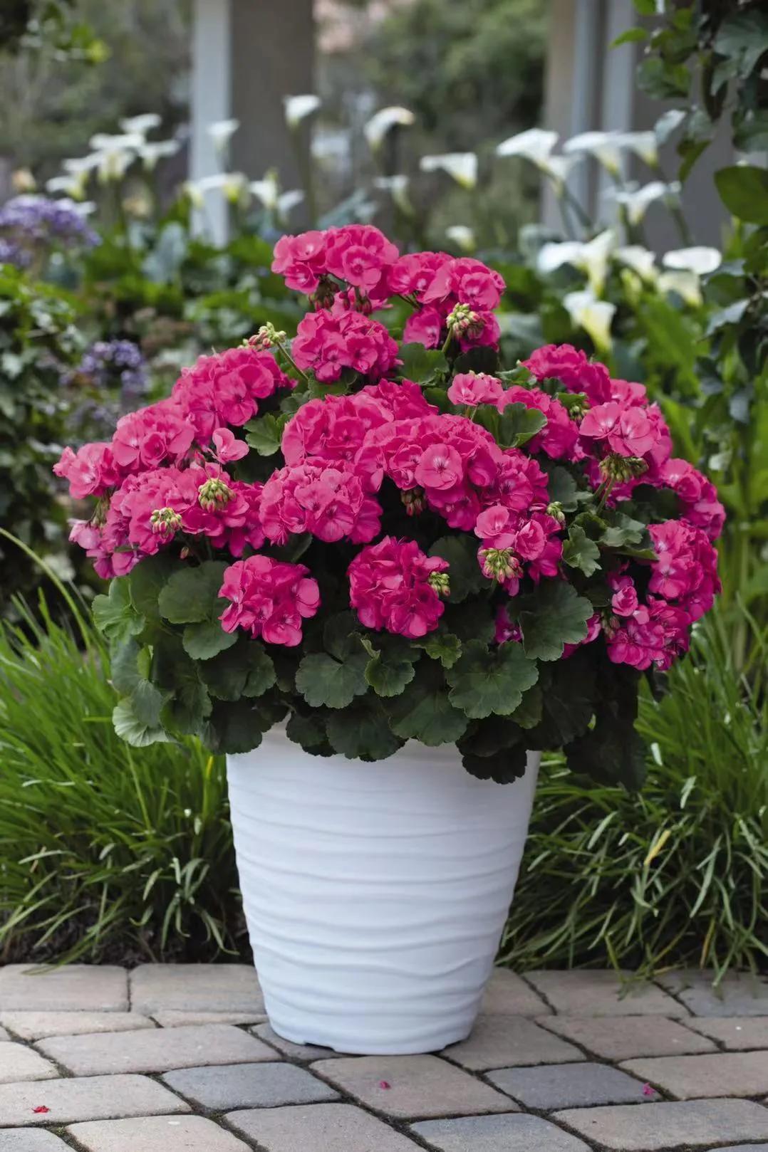 这43个来自世界各地的新品种,快来看看有没有你的菜