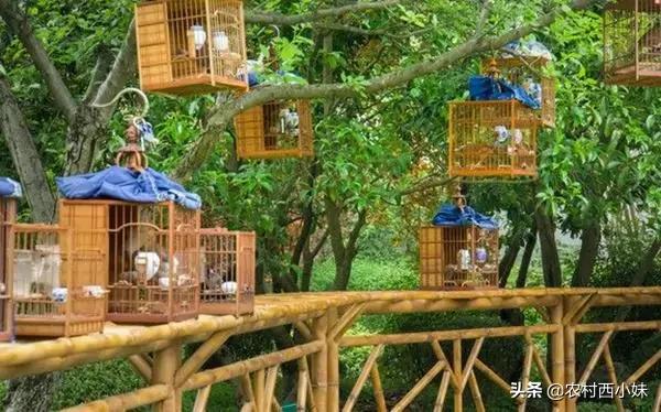 如何判断画眉鸟叫的好坏,如何判断画眉鸟食好不好