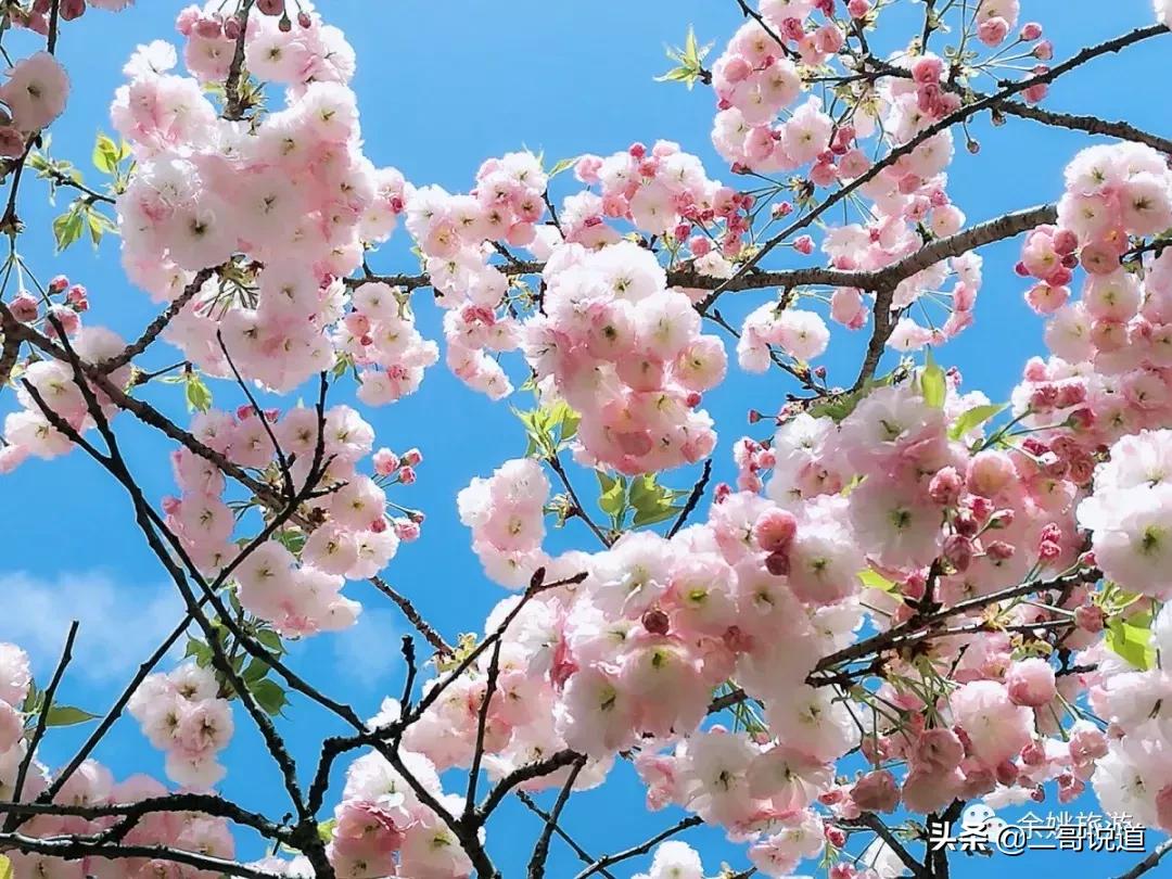 浙江看日本樱花最佳地方,浙江赏樱花最佳地排行榜