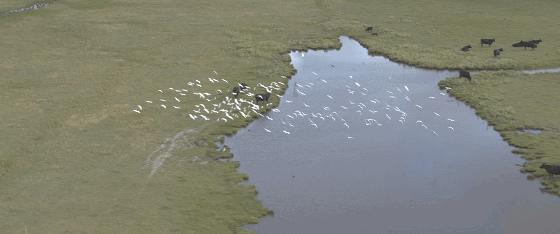 阿根廷牛肉如何走向世界,阿根廷牛肉源头
