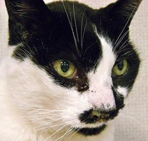 猫咪的眼炎怎么滴药,猫咪的眼部疾病有哪些