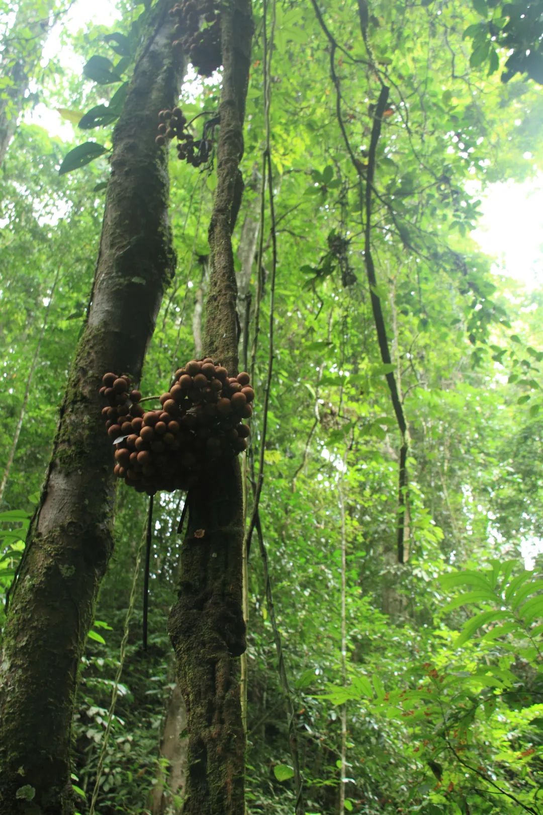 消失30年的寄生花再现,绝迹重生40