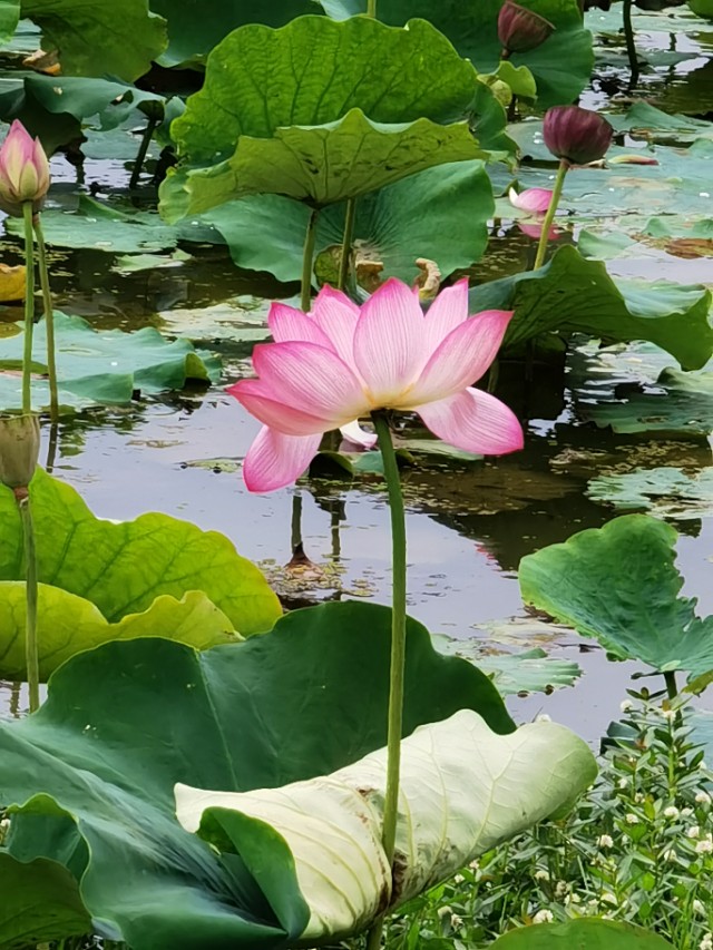 寻甸渔乐谷最新消息,寻甸欢乐世界项目大全