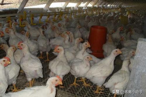 鸡咳嗽眼睛肿怎么治疗,鸡感冒流眼泪怎么治好得快