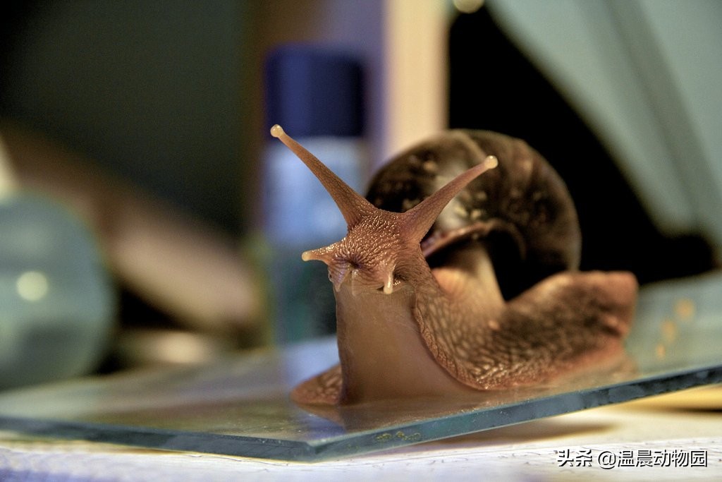 辟谣：对于泛滥成灾的非洲大蜗牛人类能吃光它们？别拿生命开玩笑