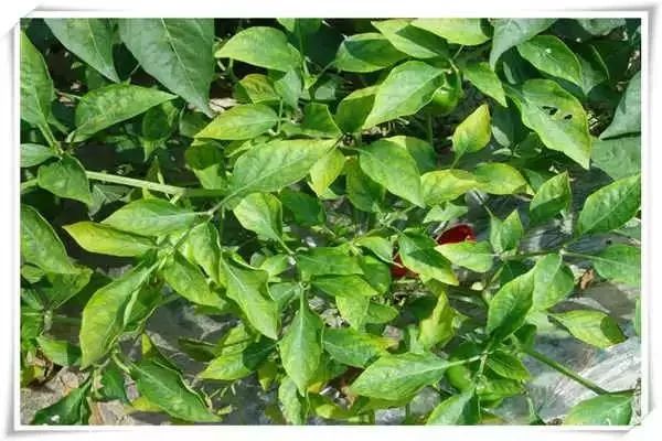 辣椒病害图谱大全大图,辣椒病害大全图片及防治方法