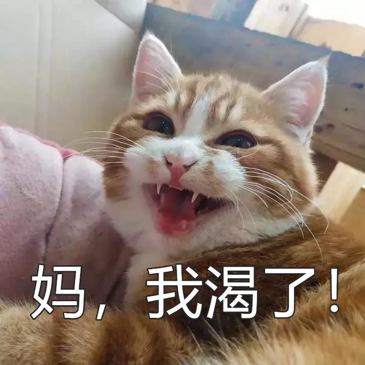 本国的猫可以听懂外国的猫叫吗 (中国的猫听得懂外国猫的叫声吗)