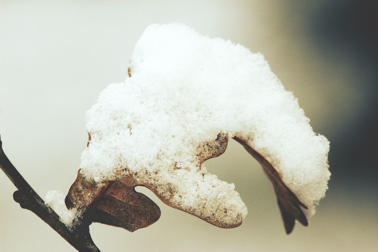 番茄种植病虫害及预防,番茄苗期冻害