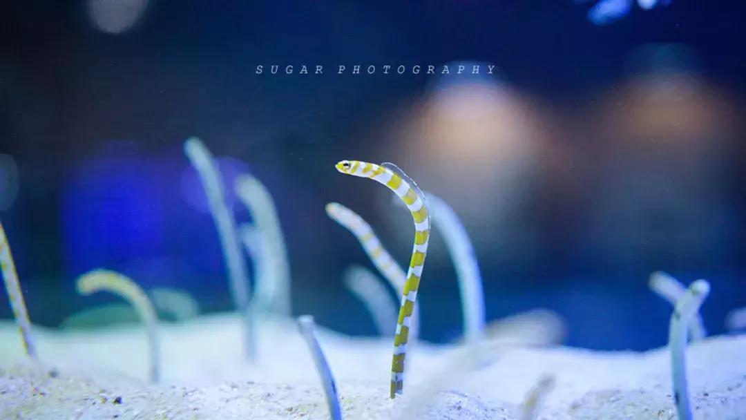 「亲子游」与万千海洋动物一起，夜宿探索极地海洋之美