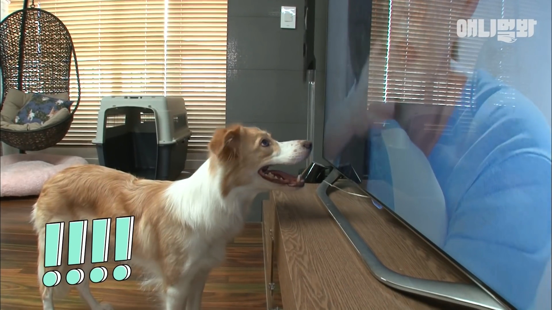 狗在足球赛上进球,足球赛场上踢球的狗狗