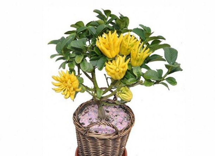 果中仙品佛手,果中鲜精品水果