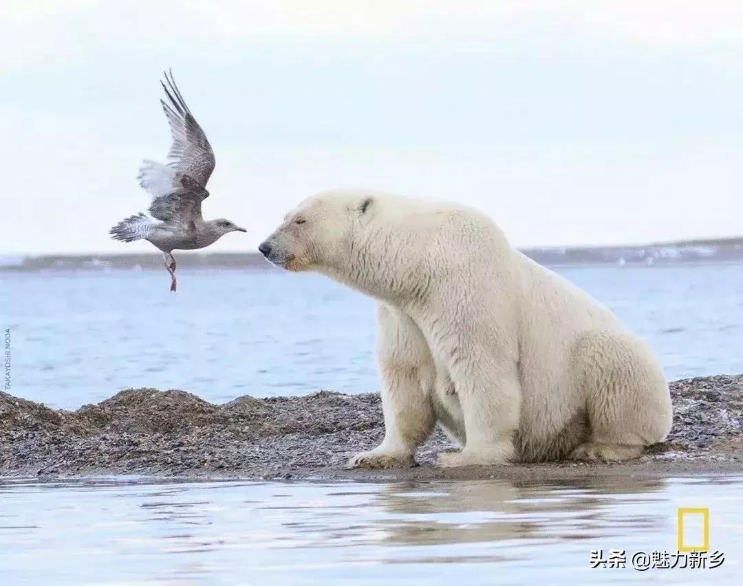 摄影欣赏:大开眼界,美国国家地理拉美官网的精彩大片