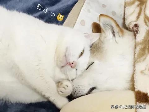 当小猫咪遇上大型犬,当小猫咪遇到大狗狗真是太温馨了