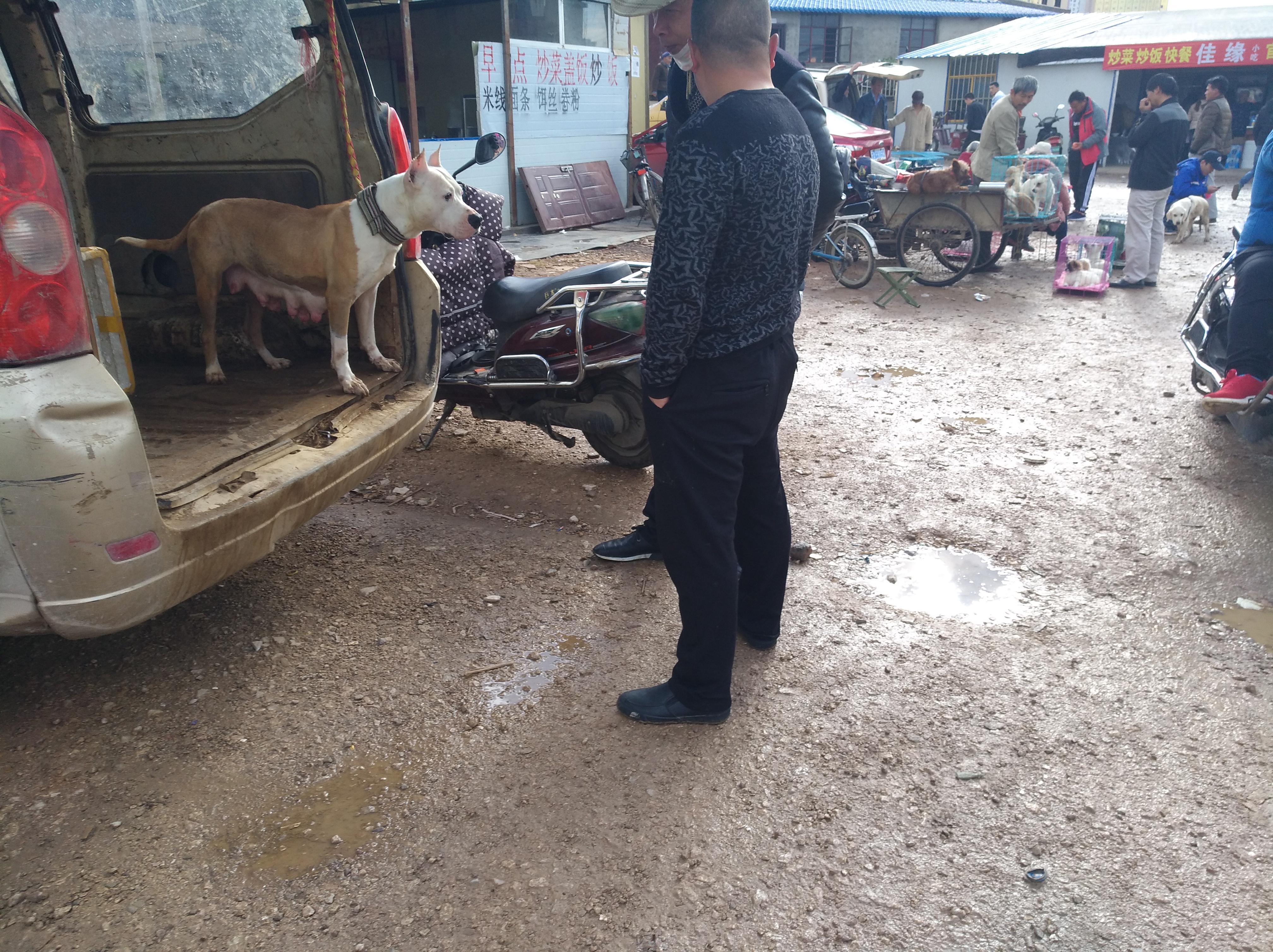 狗市卖杜高幼犬,狗市卖杜高犬的视频