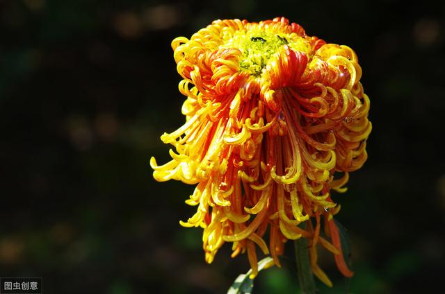 牡丹真国色倾国倾城,中国的国花牡丹特点