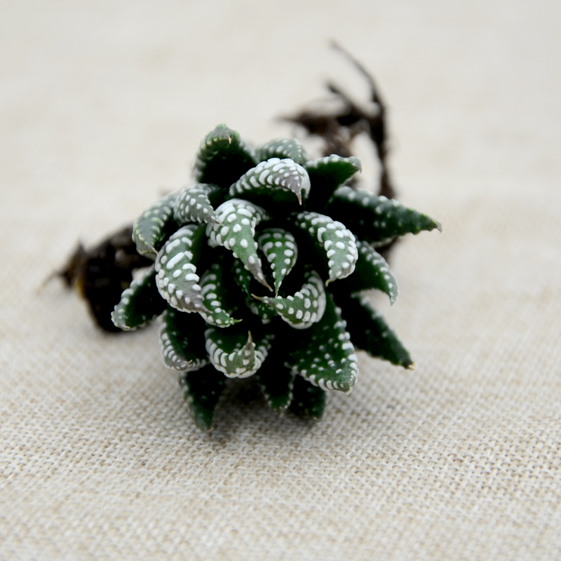 室内耐阴多肉植物推荐,多肉植物耐阴吗