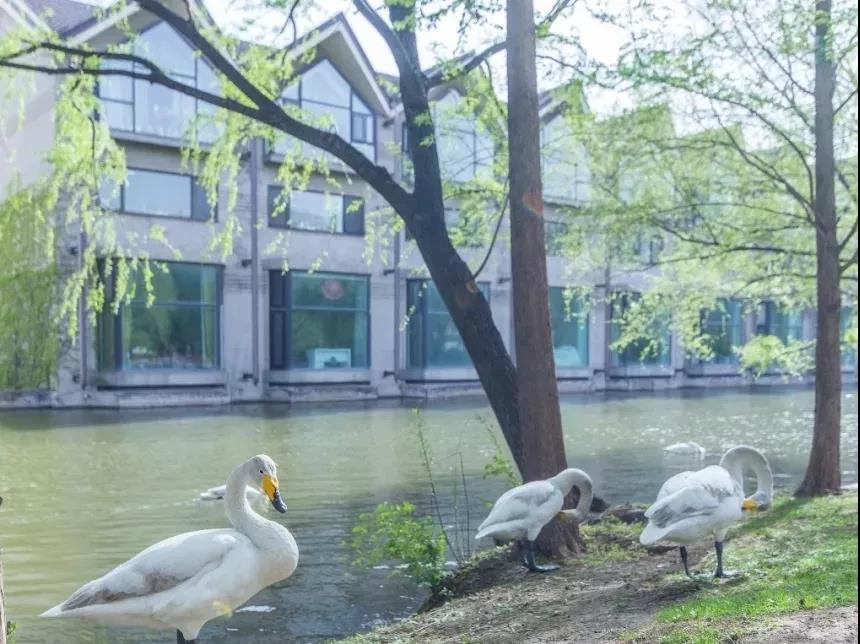 别墅机电大管家｜北京紫玉山庄，城市中心的桃花源