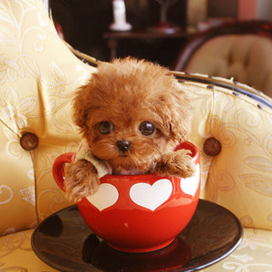 狗界什么狗好看,十种最不值得养的狗