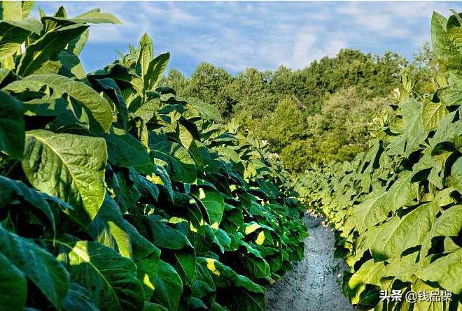 草烟属于什么烟,草烟历史