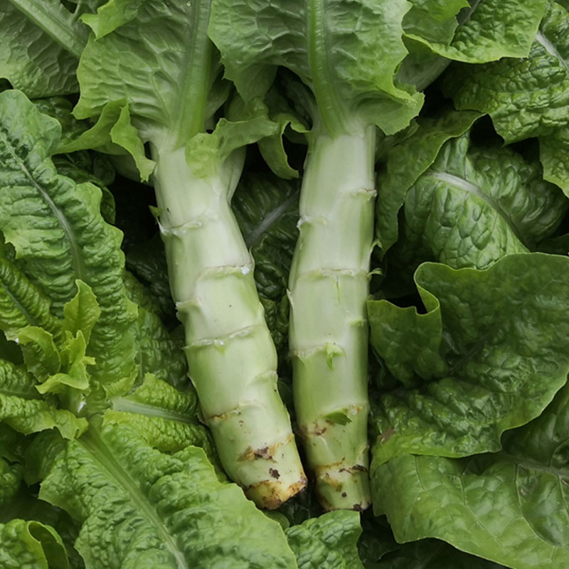 高温季节如何防止莴笋抽苔,莴笋到了抽苔期温度继续高怎么办