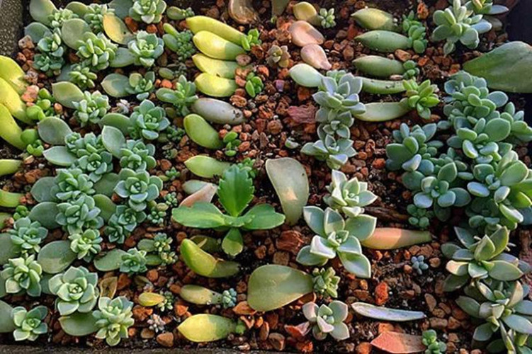 花卉扦插方法教程图解,怎么插一枝花教程简单