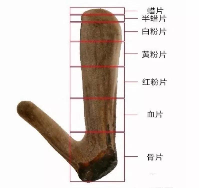 鹿茸滋补的功效与作用,鹿茸滋补方的使用方法